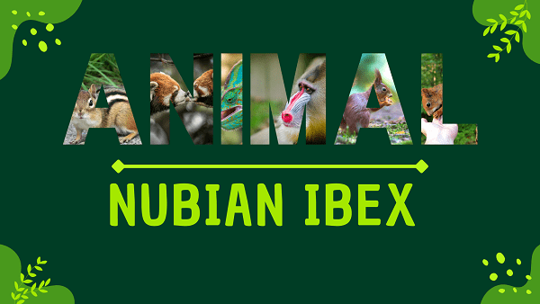 Nubian Ibex | Facts, Diet, Habitat & Pictures