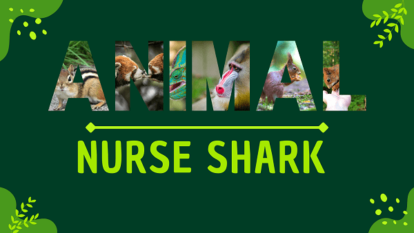 Nurse Shark | Facts, Diet, Habitat & Pictures