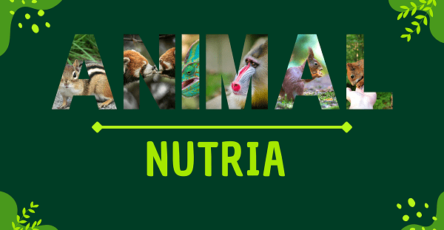 Nutria | Facts, Diet, Habitat & Pictures