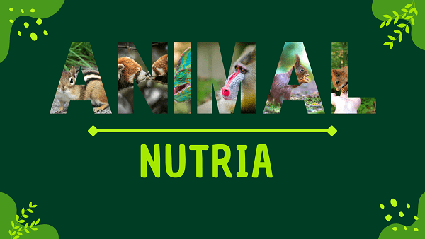 Nutria | Facts, Diet, Habitat & Pictures