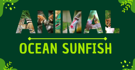 Ocean Sunfish | Facts, Diet, Habitat & Pictures