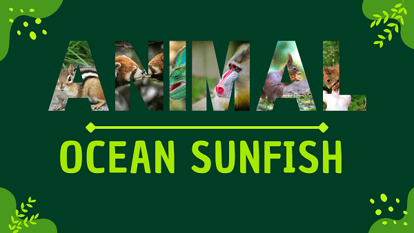 Ocean Sunfish | Facts, Diet, Habitat & Pictures