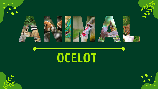 Ocelot | Facts, Diet, Habitat & Pictures
