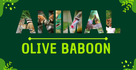 Olive Baboon | Facts, Diet, Habitat & Pictures