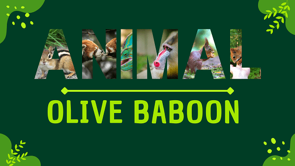 Olive Baboon | Facts, Diet, Habitat & Pictures