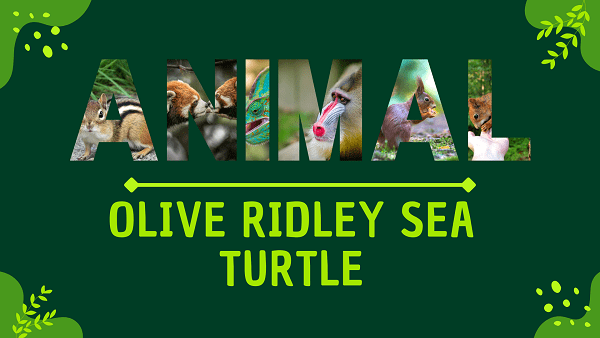 Olive Ridley Sea Turtle | Facts, Diet, Habitat & Pictures