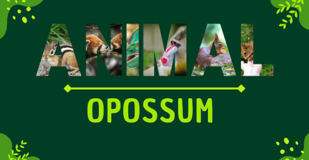 Opossum | Facts, Diet, Habitat & Pictures