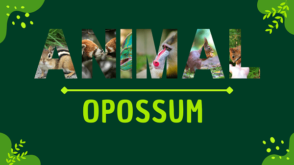 Opossum | Facts, Diet, Habitat & Pictures