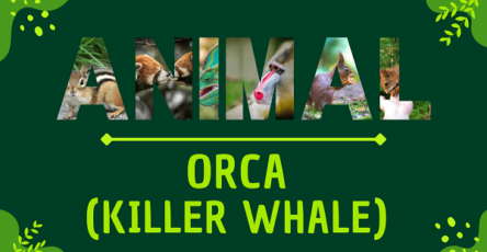 Orca (Killer Whale) | Facts, Diet, Habitat & Pictures