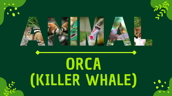 Orca (Killer Whale) | Facts, Diet, Habitat & Pictures