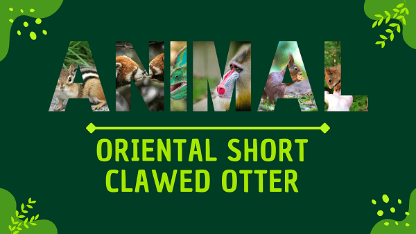Oriental Short Clawed Otter | Facts, Diet, Habitat & Pictures