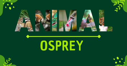Osprey | Facts, Diet, Habitat & Pictures