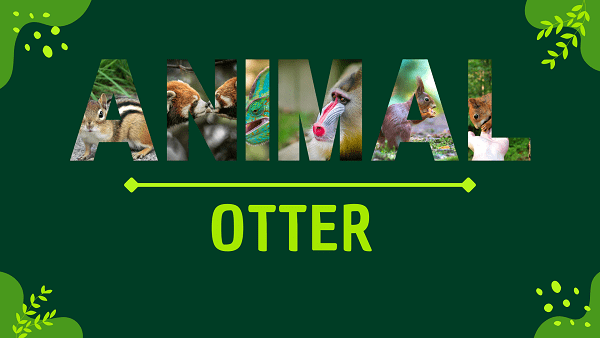 Otter | Facts, Diet, Habitat & Pictures