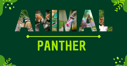 Panther | Facts, Diet, Habitat & Pictures