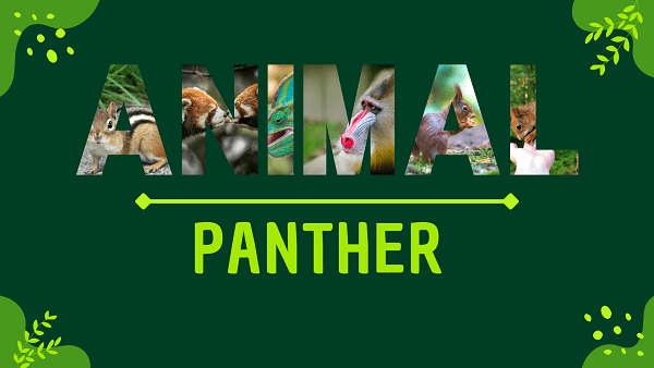 Panther | Facts, Diet, Habitat & Pictures