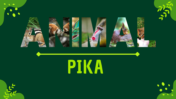 Pika | Facts, Diet, Habitat & Pictures