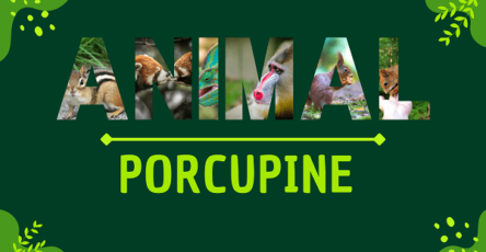 Porcupine | Facts, Diet, Habitat & Pictures