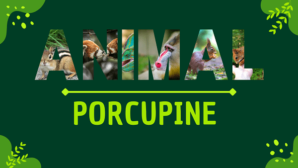 Porcupine | Facts, Diet, Habitat & Pictures
