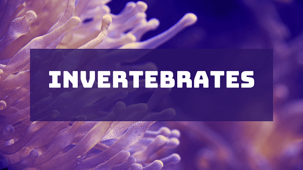Invertebrates | Types, Characteristics and Facts