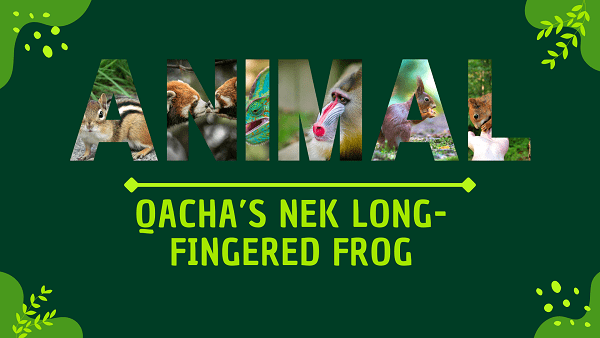 Qacha’s Nek long-fingered Frog | Facts, Diet, Habitat & Pictures