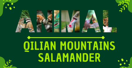 Qilian Mountains Salamander | Facts, Diet, Habitat & Pictures