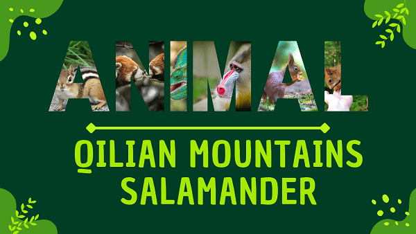 Qilian Mountains Salamander | Facts, Diet, Habitat & Pictures