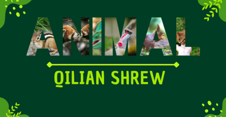 Qilian Shrew | Facts, Diet, Habitat & Pictures