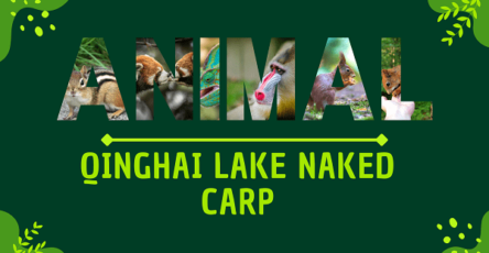 Qinghai Lake Naked Carp | Facts, Diet, Habitat & Pictures