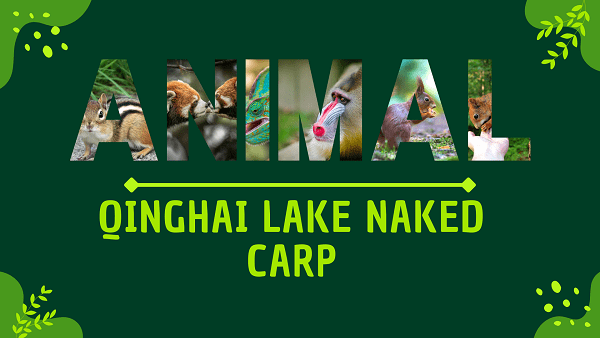 Qinghai Lake Naked Carp | Facts, Diet, Habitat & Pictures