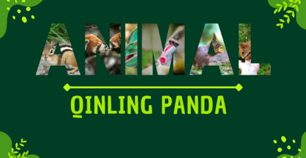 Qinling Panda | Facts, Diet, Habitat & Pictures