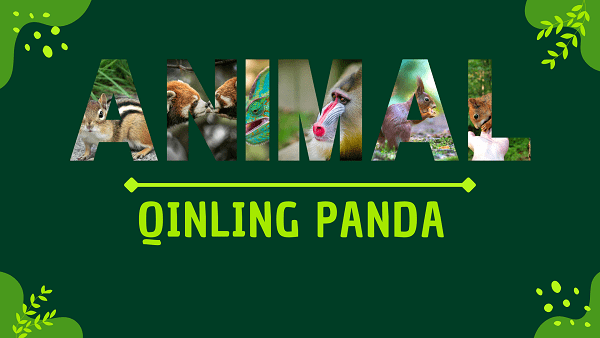 Qinling Panda | Facts, Diet, Habitat & Pictures