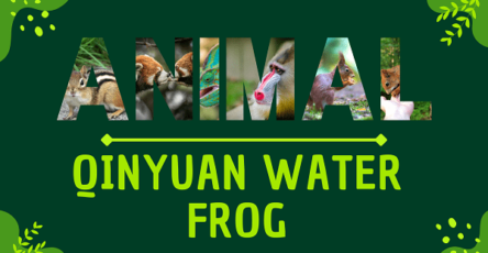 Qinyuan Water Frog | Facts, Diet, Habitat & Pictures