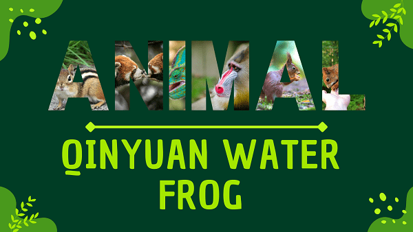 Qinyuan Water Frog | Facts, Diet, Habitat & Pictures