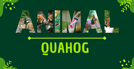 Quahog | Facts, Diet, Habitat & Pictures