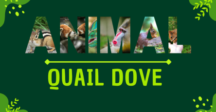 Quail Dove | Facts, Diet, Habitat & Pictures
