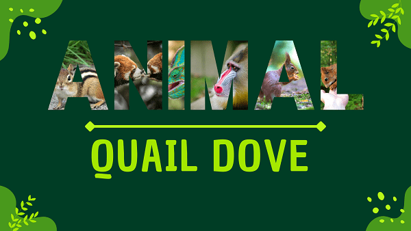 Quail Dove | Facts, Diet, Habitat & Pictures
