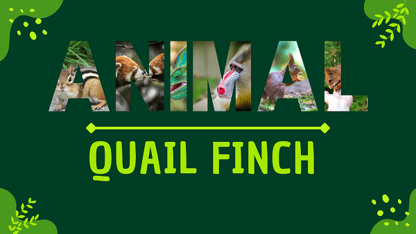 Quail Finch | Facts, Diet, Habitat & Pictures