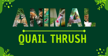Quail Thrush | Facts, Diet, Habitat & Pictures