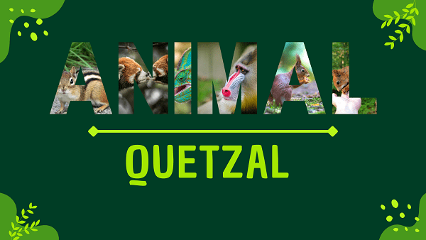Quetzal | Facts, Diet, Habitat & Pictures