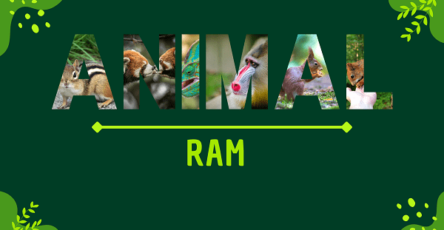 Ram | Facts, Diet, Habitat & Pictures