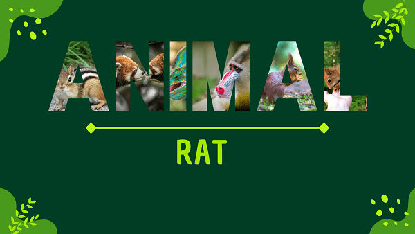 Rat | Facts, Diet, Habitat & Pictures