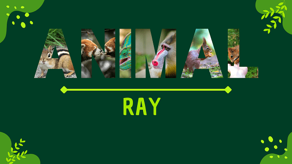 Ray | Facts, Diet, Habitat & Pictures