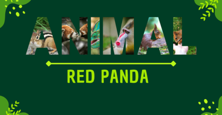 Red Panda | Facts, Diet, Habitat & Pictures