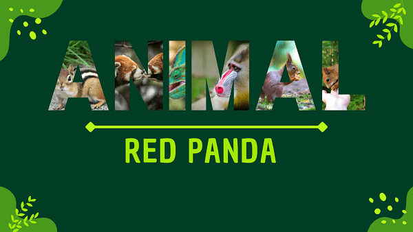 Red Panda | Facts, Diet, Habitat & Pictures