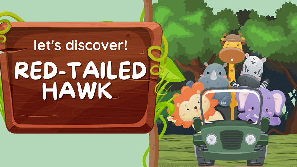 Red-tailed Hawk | Facts, Diet, Habitat & Pictures