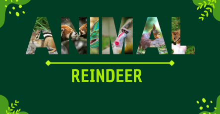 Reindeer | Facts, Diet, Habitat & Pictures