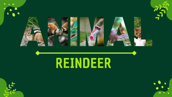 Reindeer | Facts, Diet, Habitat & Pictures