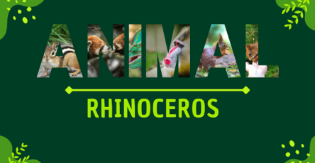 Rhinoceros | Facts, Diet, Habitat & Pictures