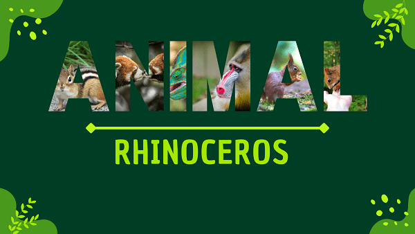 Rhinoceros | Facts, Diet, Habitat & Pictures