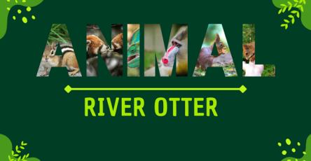 River Otter | Facts, Diet, Habitat & Pictures